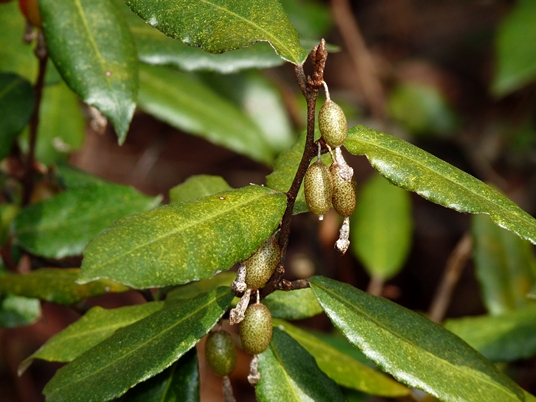 {Elaeagnus pungens}